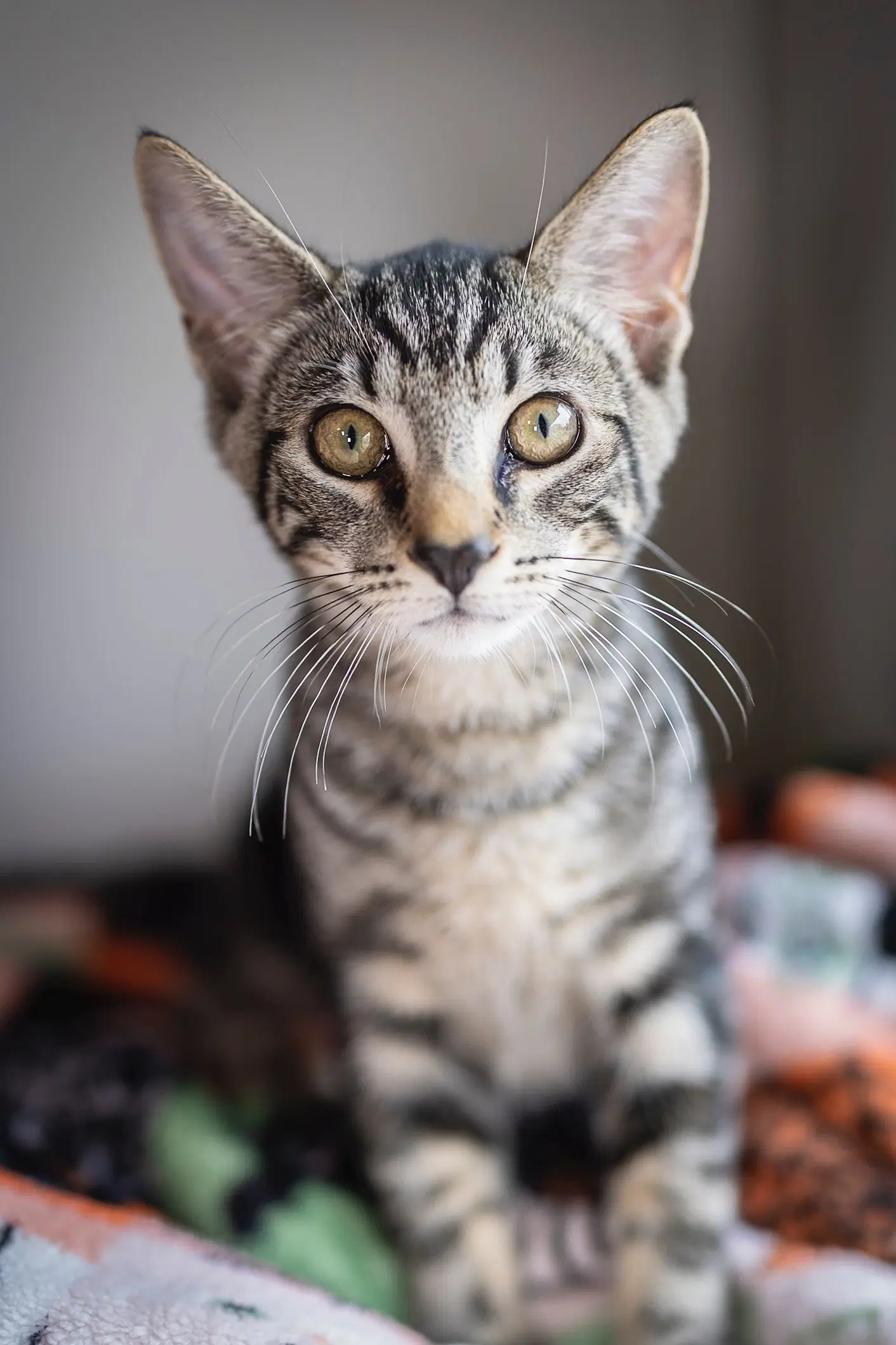 Carlo - Domestic Short Hair