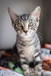 adoptable Cat in colonia, NJ named Carlo3
