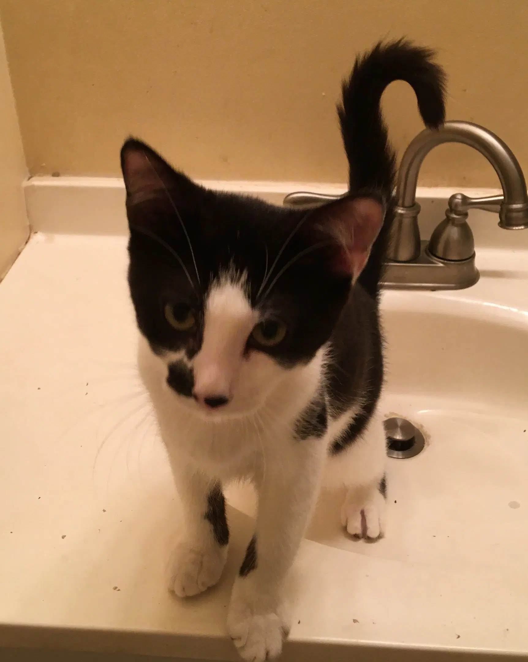 Astro - Domestic Short Hair