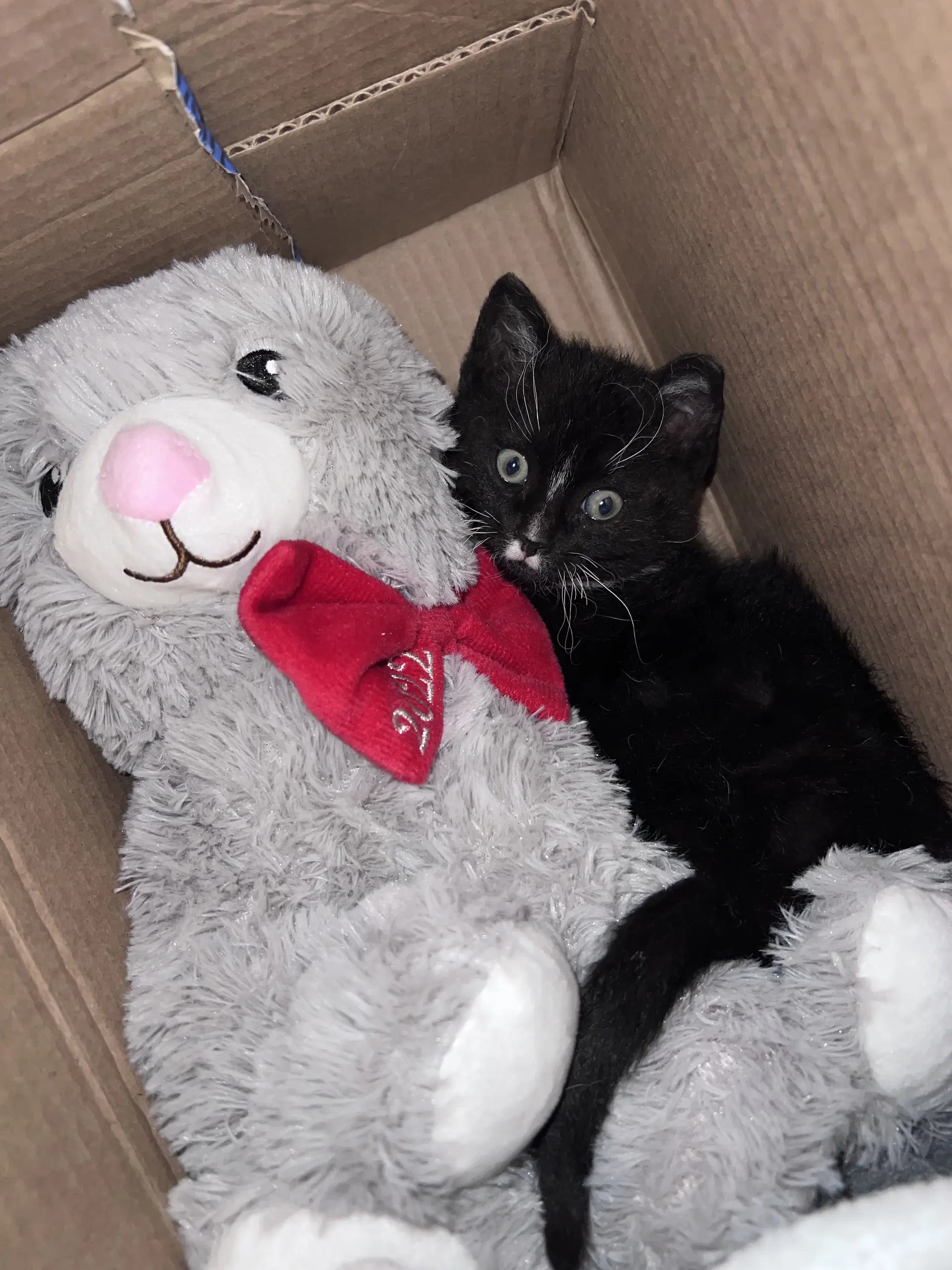Kylo - Domestic Short Hair
