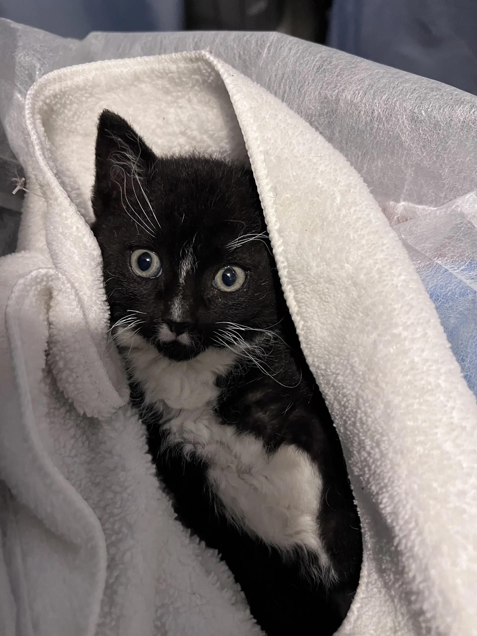 Kylo image 2