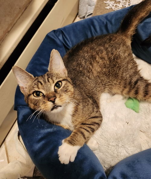picture of the cat needing adoption