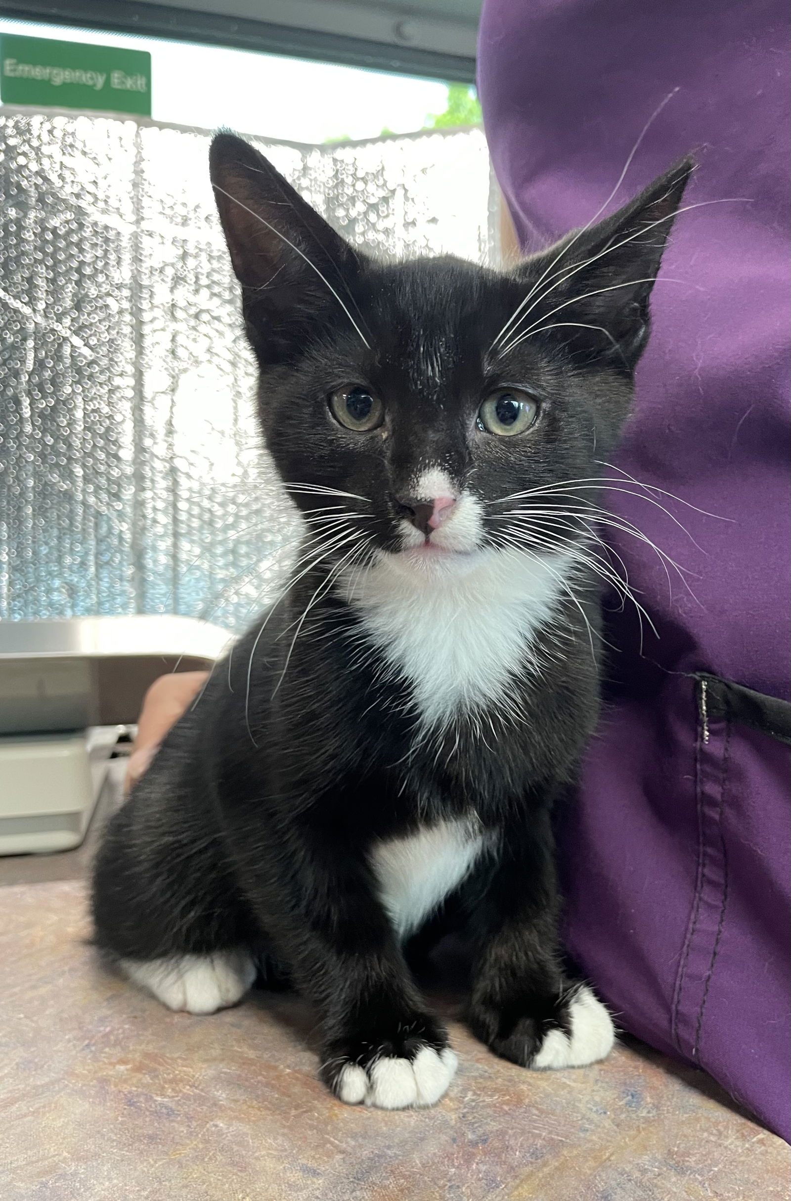 adoptable Cat in Colonia, NJ named Micah