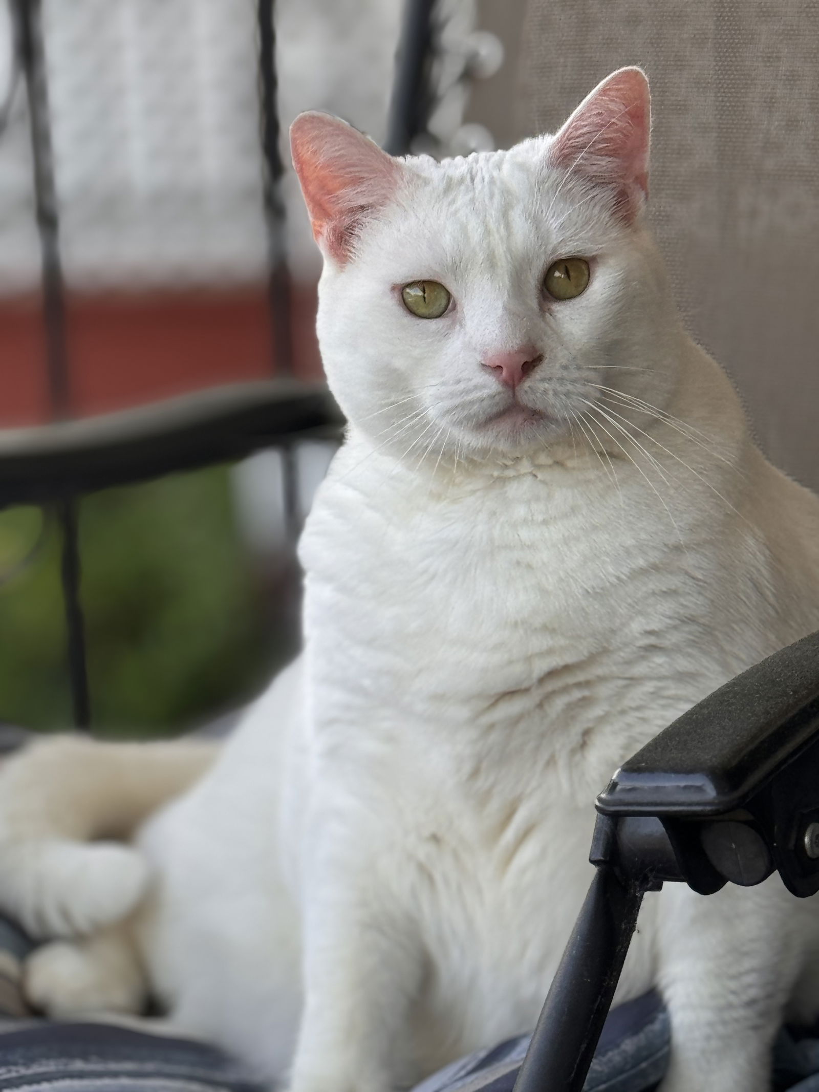 adoptable Cat in Colonia, NJ named Skip