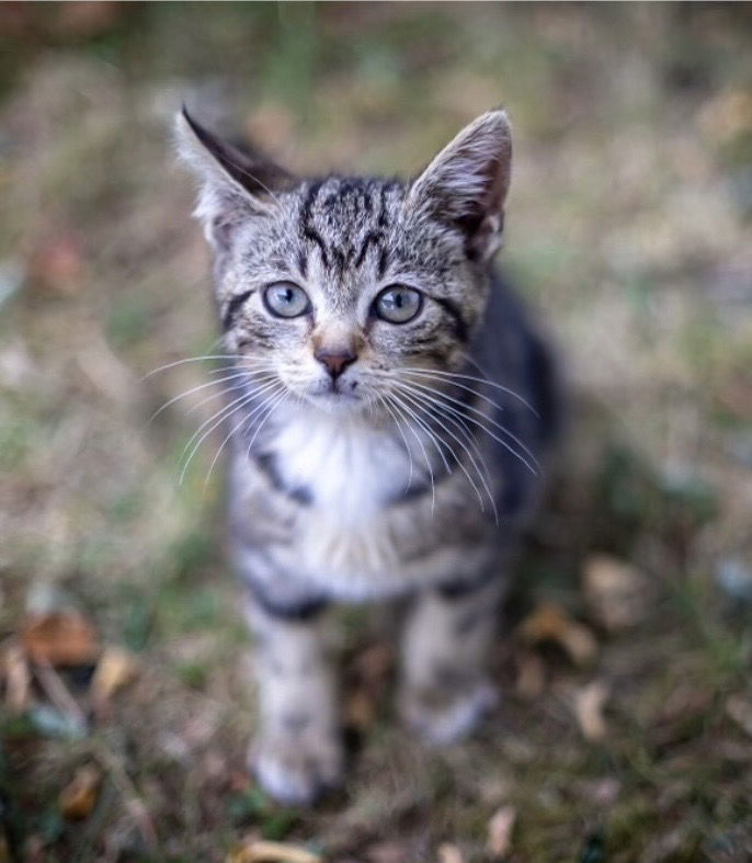 adoptable Cat in Colonia, NJ named Emily