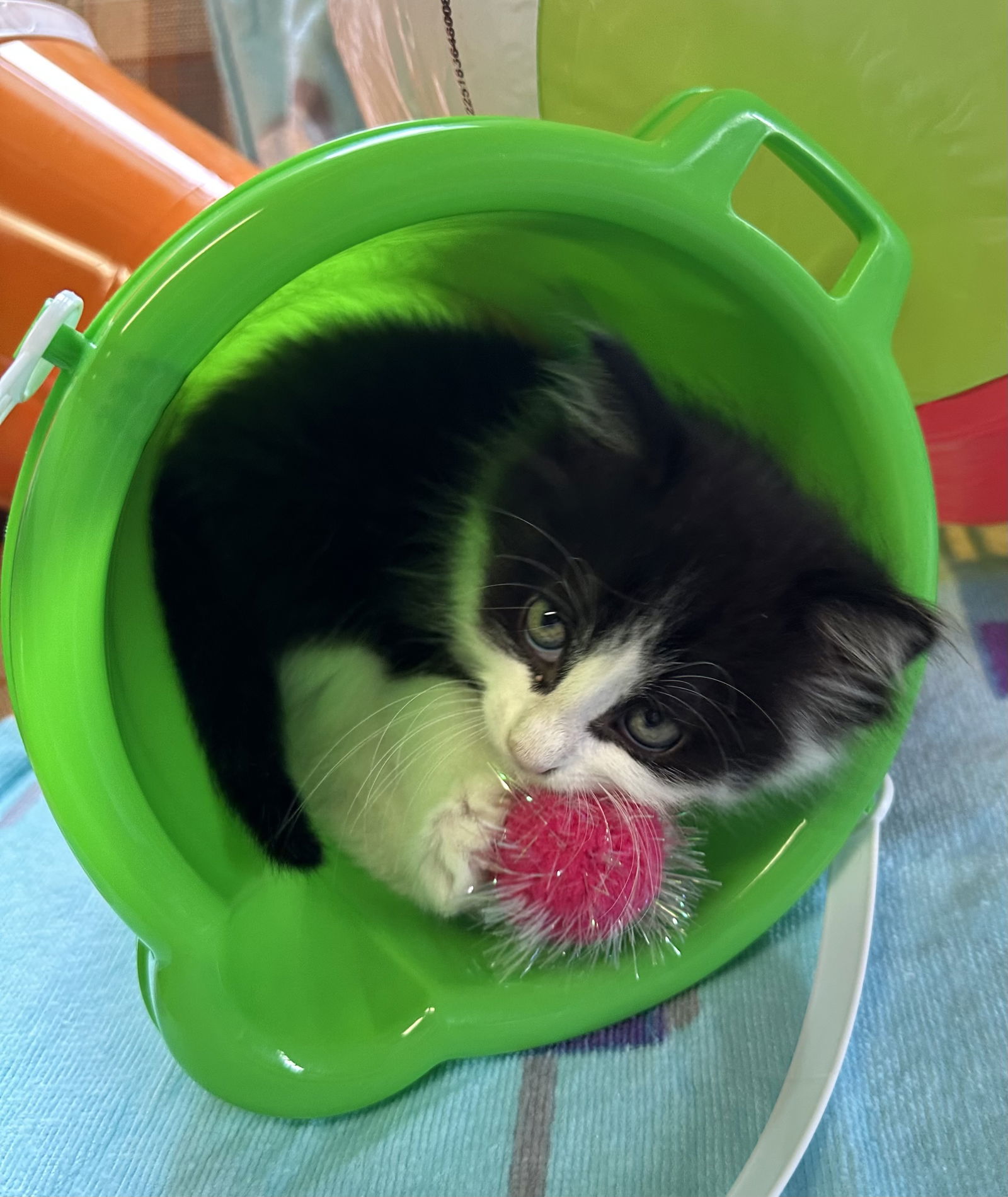 cats-for-adoption-in-new-york-city-new-york-alpha-paw