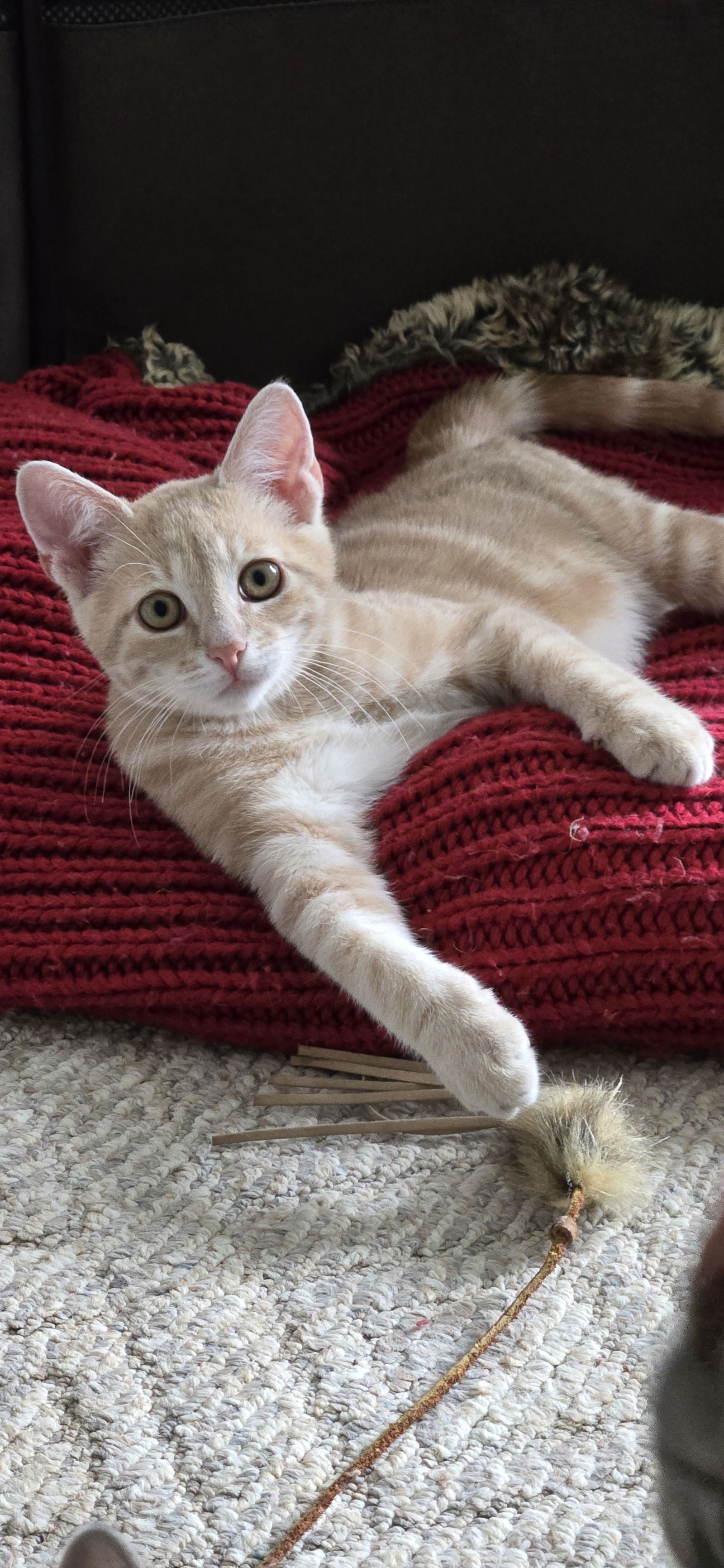 adoptable Cat in Colonia, NJ named Tobias