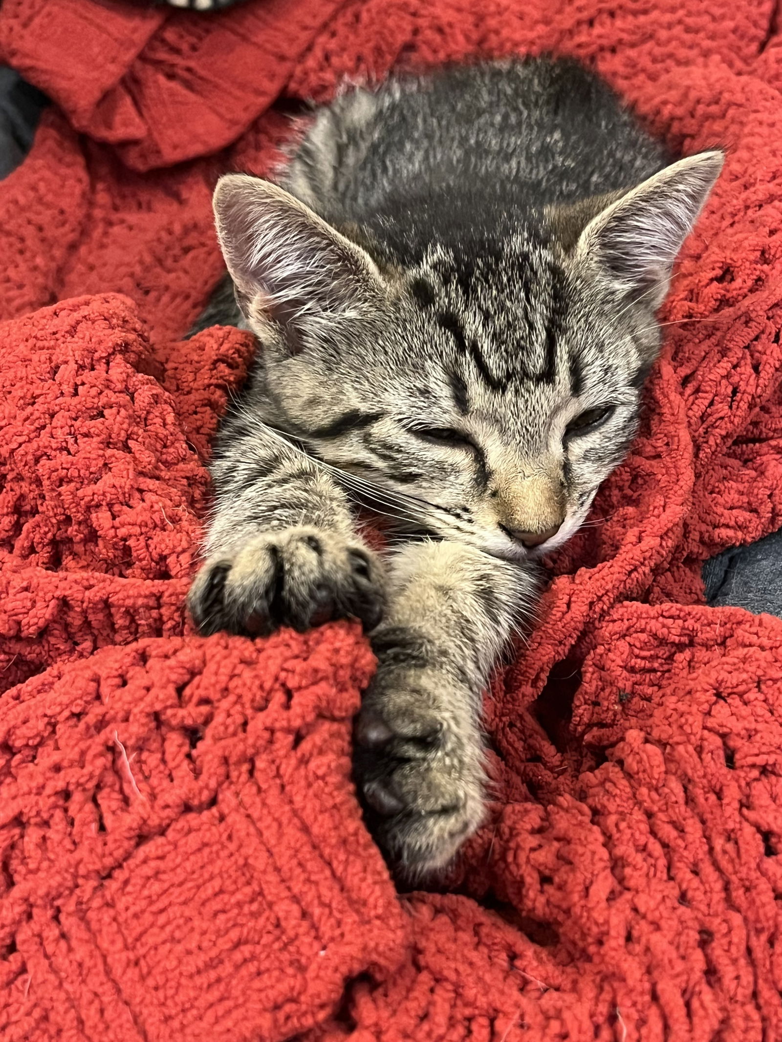 adoptable Cat in Colonia, NJ named Little Boo