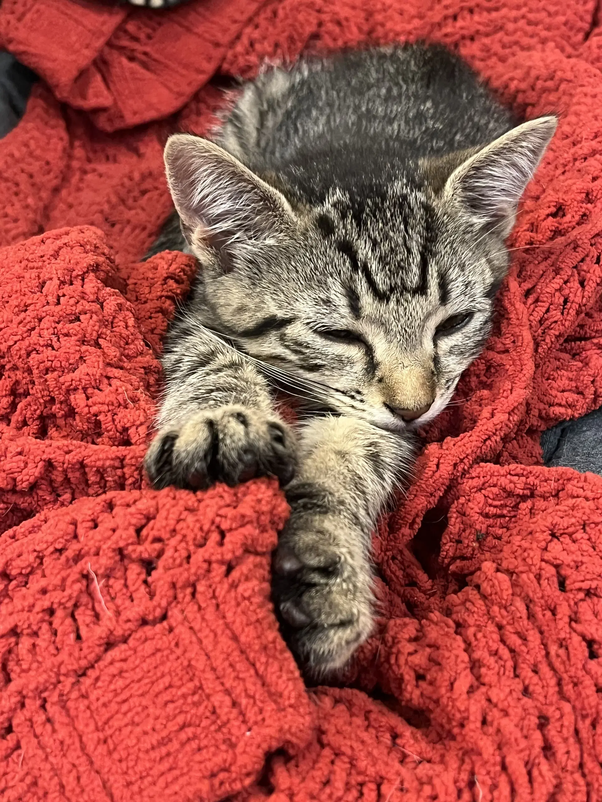 Little Boo - Domestic Short Hair
