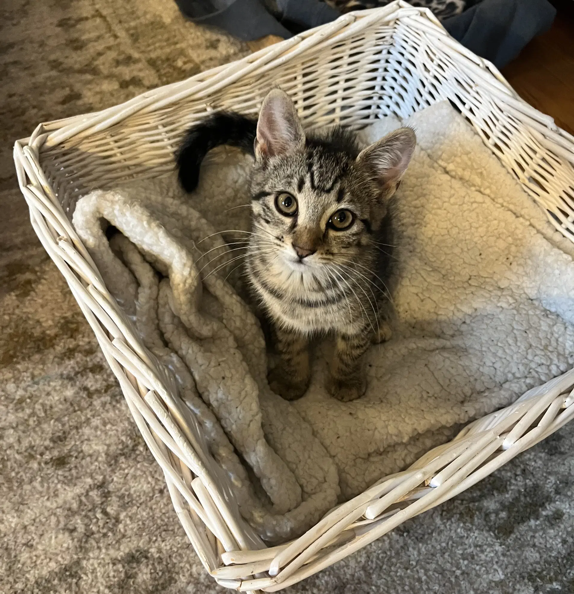 Little Boo image 2