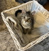 Little Boo - Photo 2