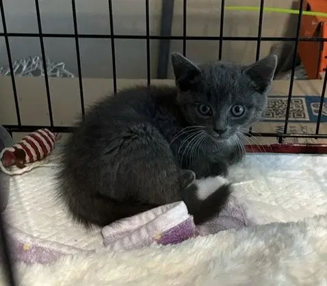 Jackson - Domestic Short Hair