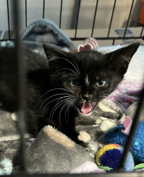 adoptable Cat in Colonia, NJ named May