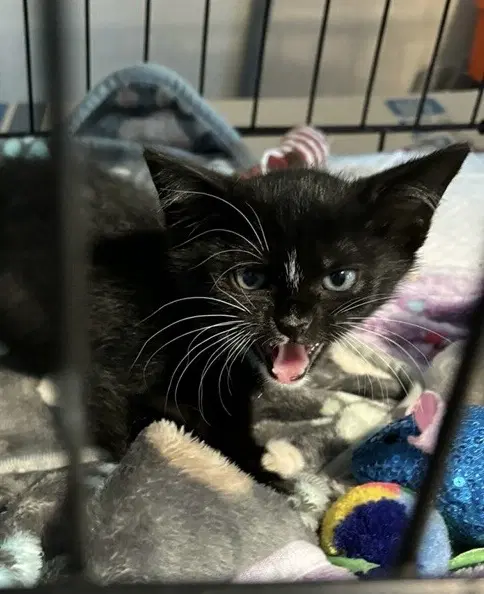May - Domestic Short Hair