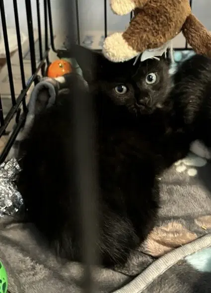 Lunar - Domestic Short Hair