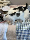 adoptable Cat in , NJ named Cupid2