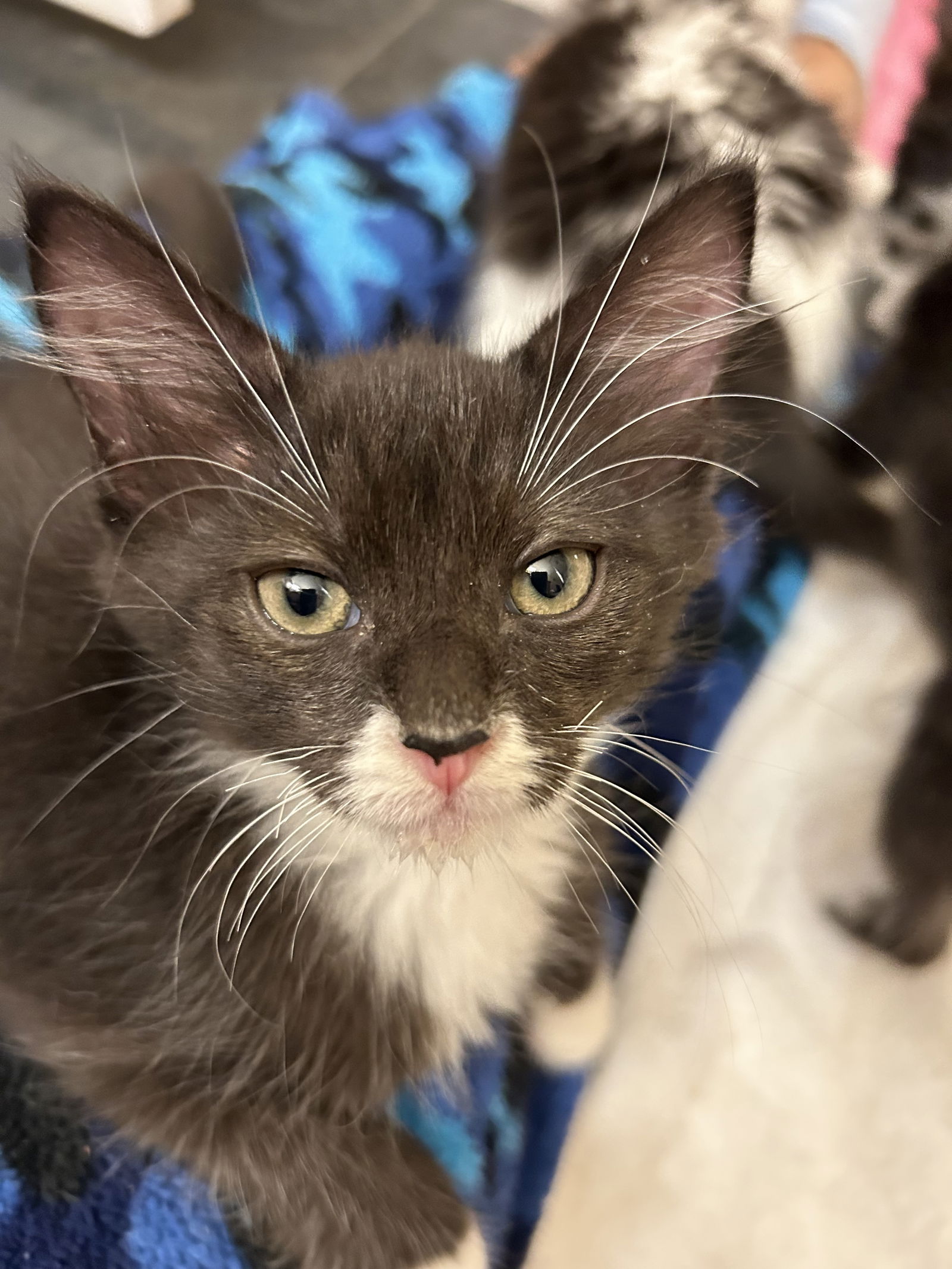 adoptable Cat in Colonia, NJ named James3