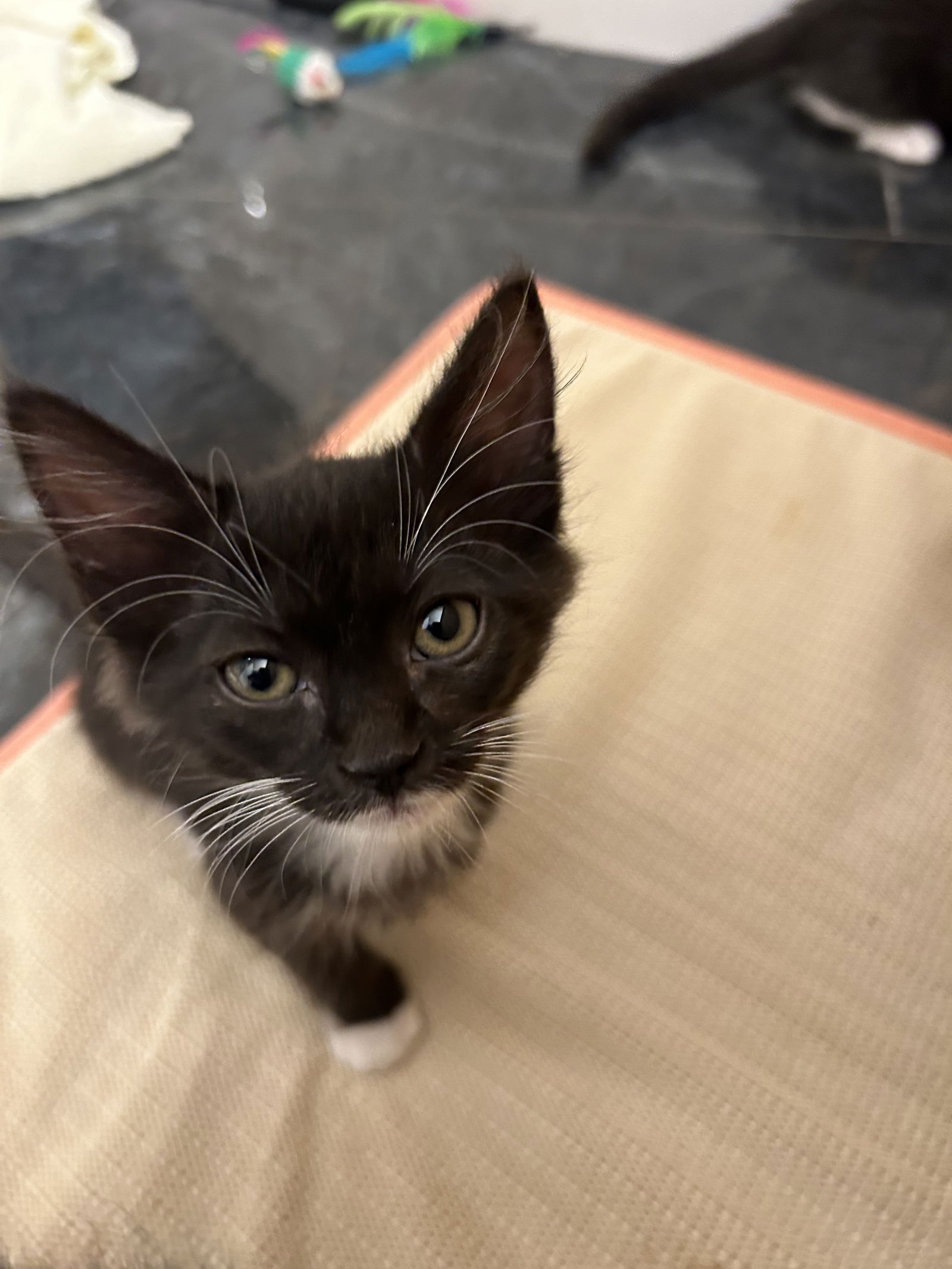 adoptable Cat in Colonia, NJ named Lizzy