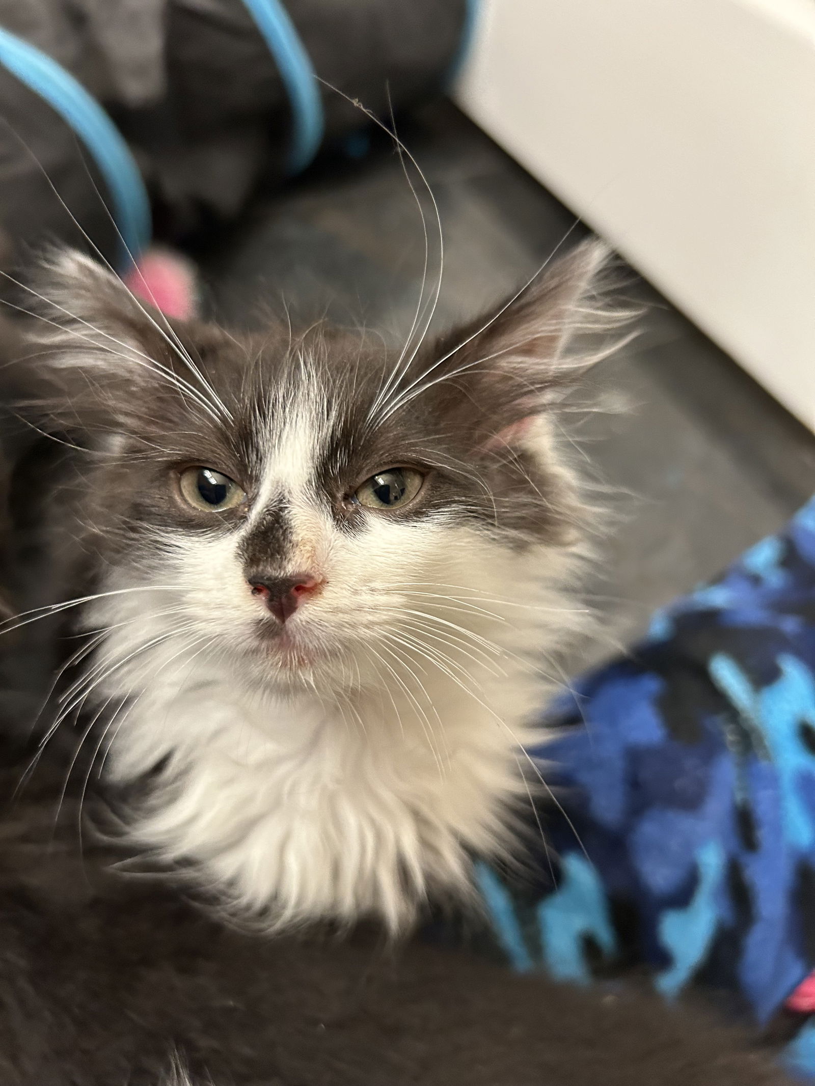 adoptable Cat in Colonia, NJ named Mario