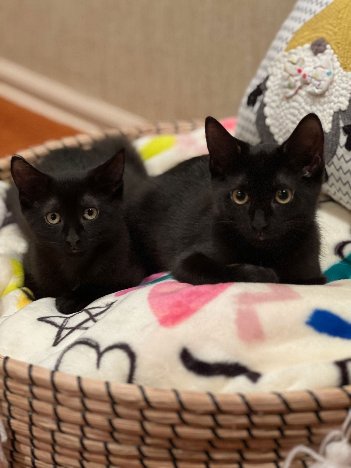 adoptable Cat in Colonia, NJ named Luba (formerly Raiden)