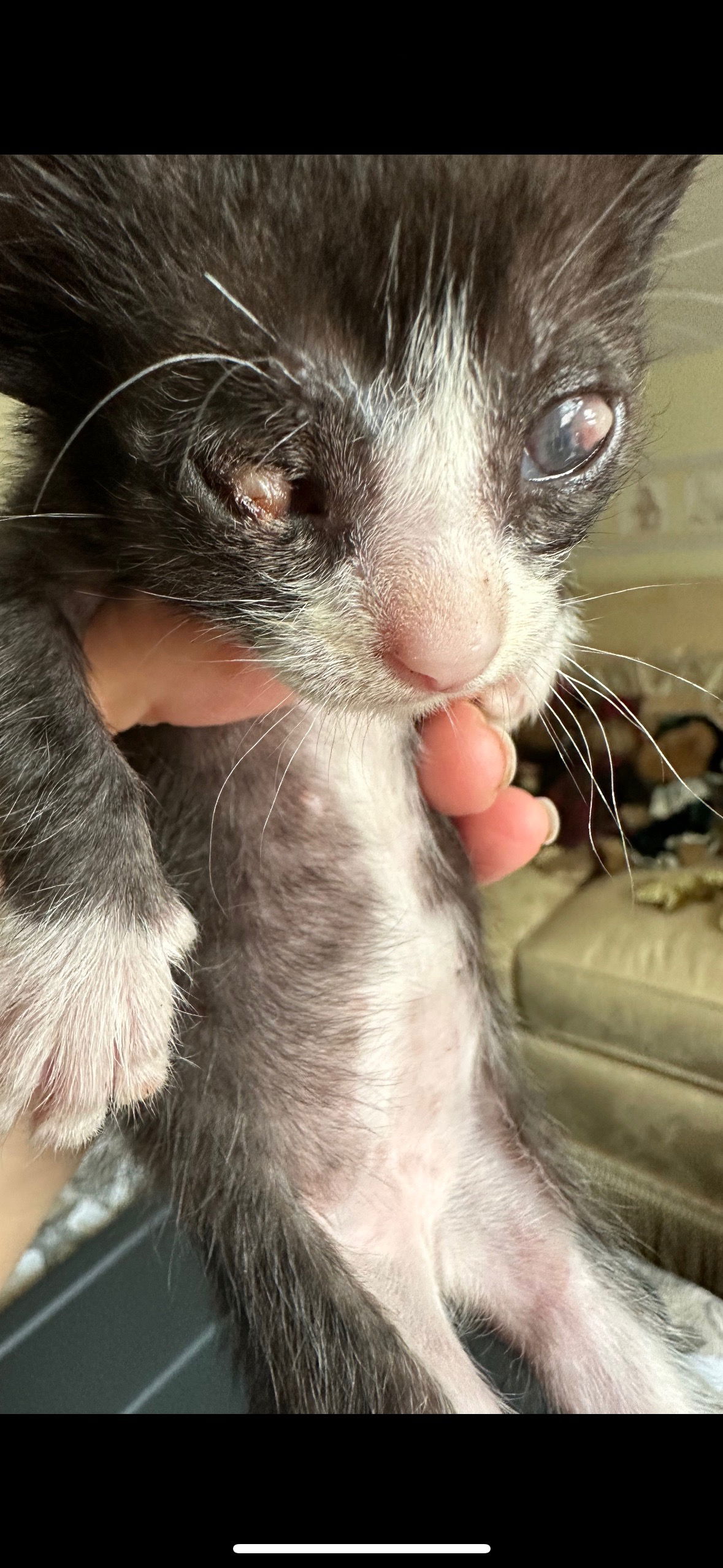 adoptable Cat in Colonia, NJ named Popeye2