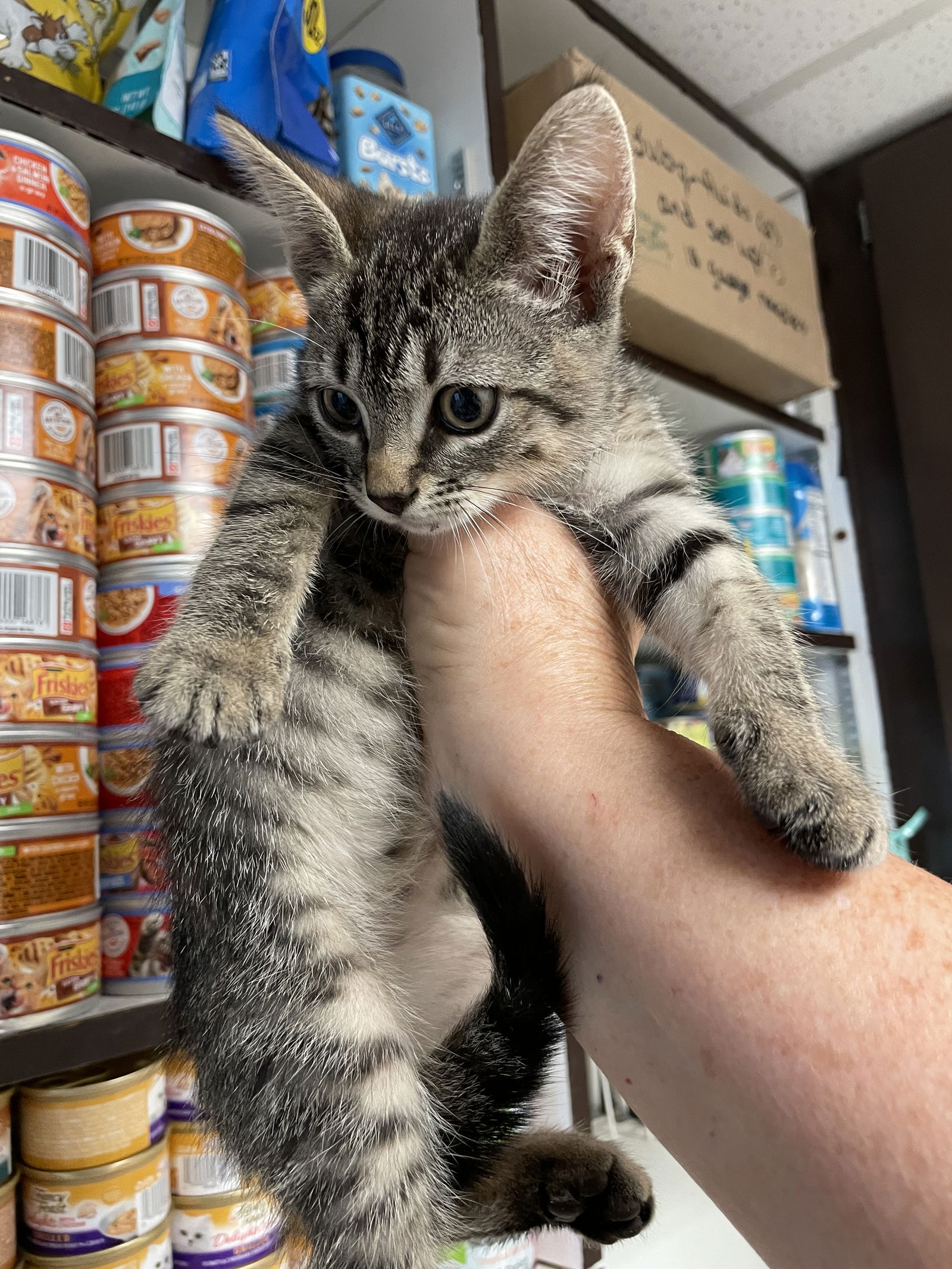 adoptable Cat in Colonia, NJ named Penny