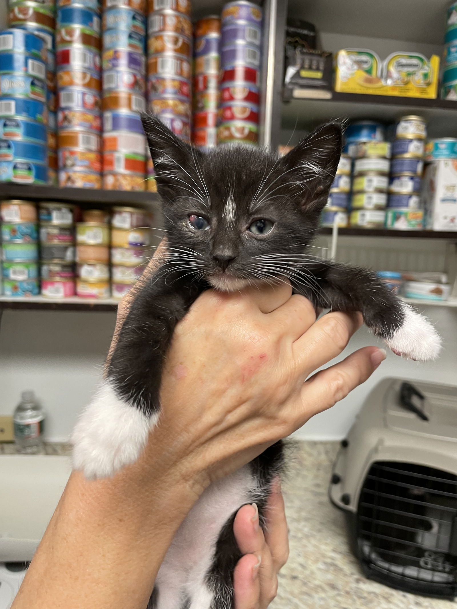 adoptable Cat in Colonia, NJ named Mighty Max