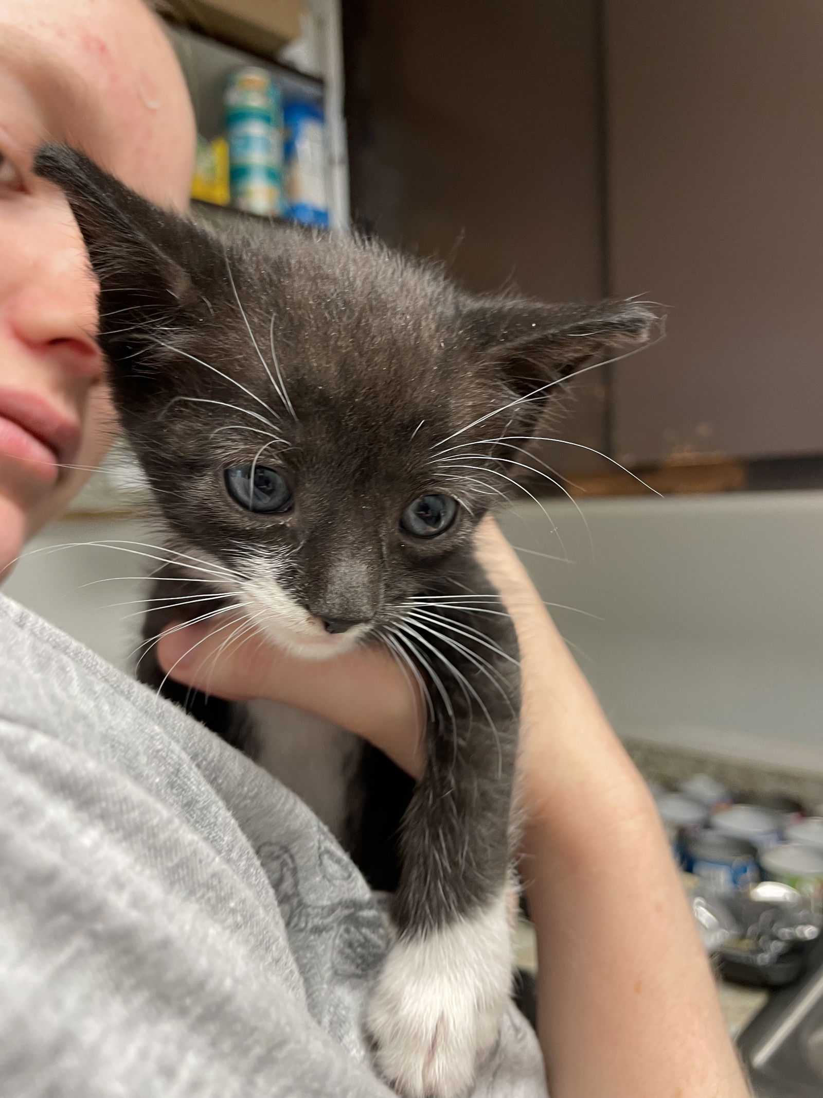 adoptable Cat in Colonia, NJ named Jasper