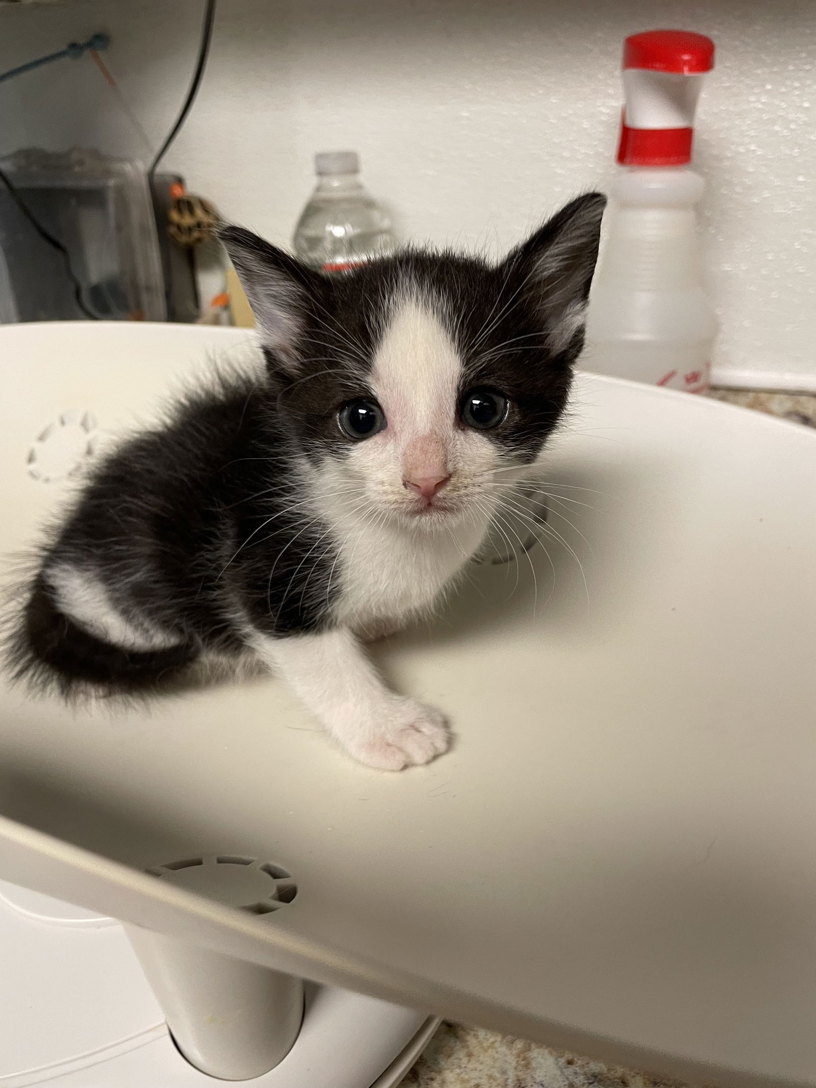 adoptable Cat in Colonia, NJ named Judy