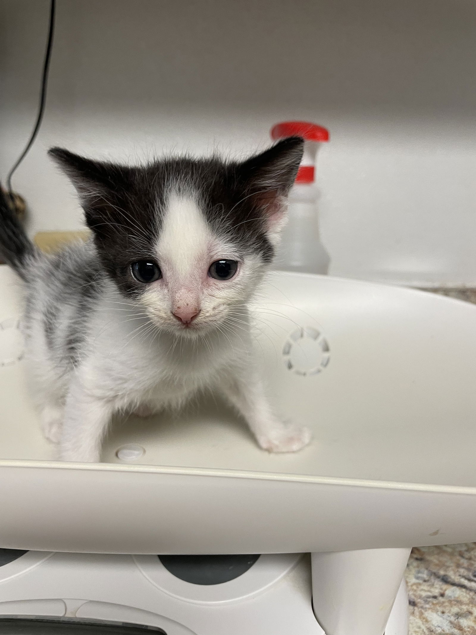 adoptable Cat in Colonia, NJ named Pixie