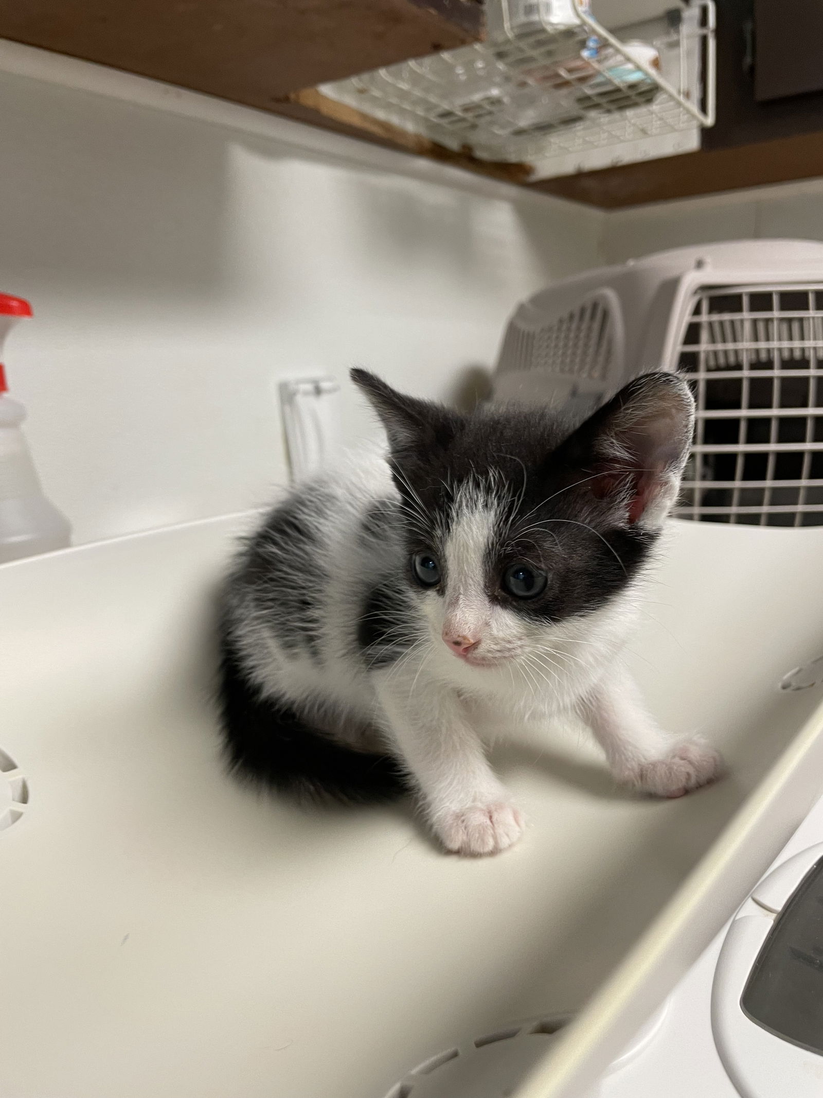 adoptable Cat in Colonia, NJ named Gizmo