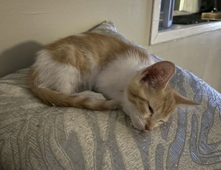 adoptable Cat in Colonia, NJ named Jabber