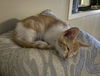 adoptable Cat in colonia, NJ named Jabber