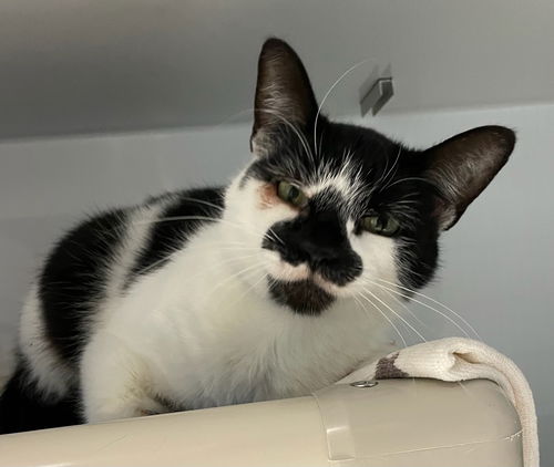 picture of the cat needing adoption