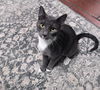 adoptable Cat in Colonia, NJ named Blossom