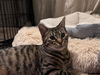 adoptable Cat in colonia, NJ named Buttercup