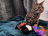 Buttercup - Photo 2