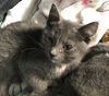 adoptable Cat in colonia, NJ named Christmas (Chrissy)