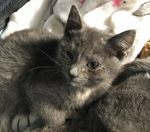 picture of the cat needing adoption
