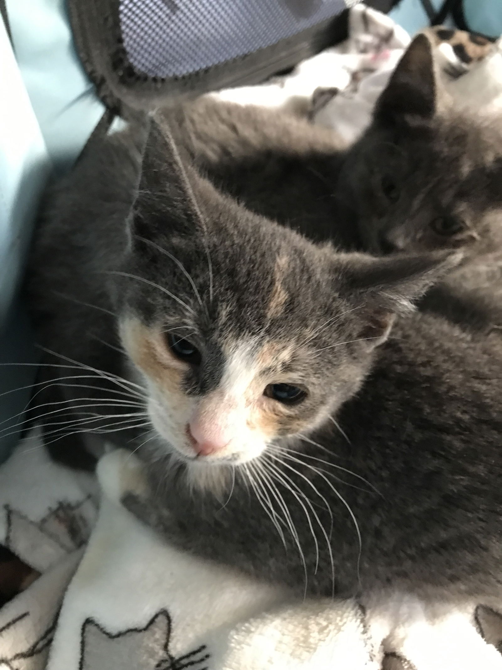 adoptable Cat in Colonia, NJ named Eve
