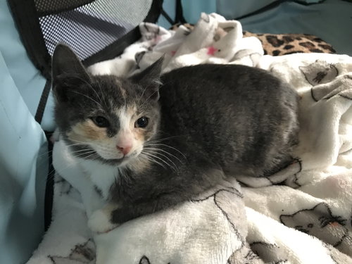 EVE - Domestic Short Hair available for adoption