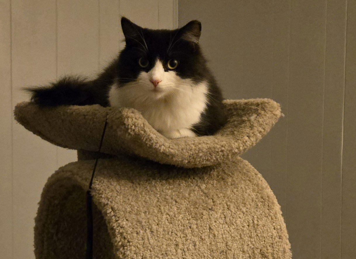adoptable Cat in Colonia, NJ named Penguin