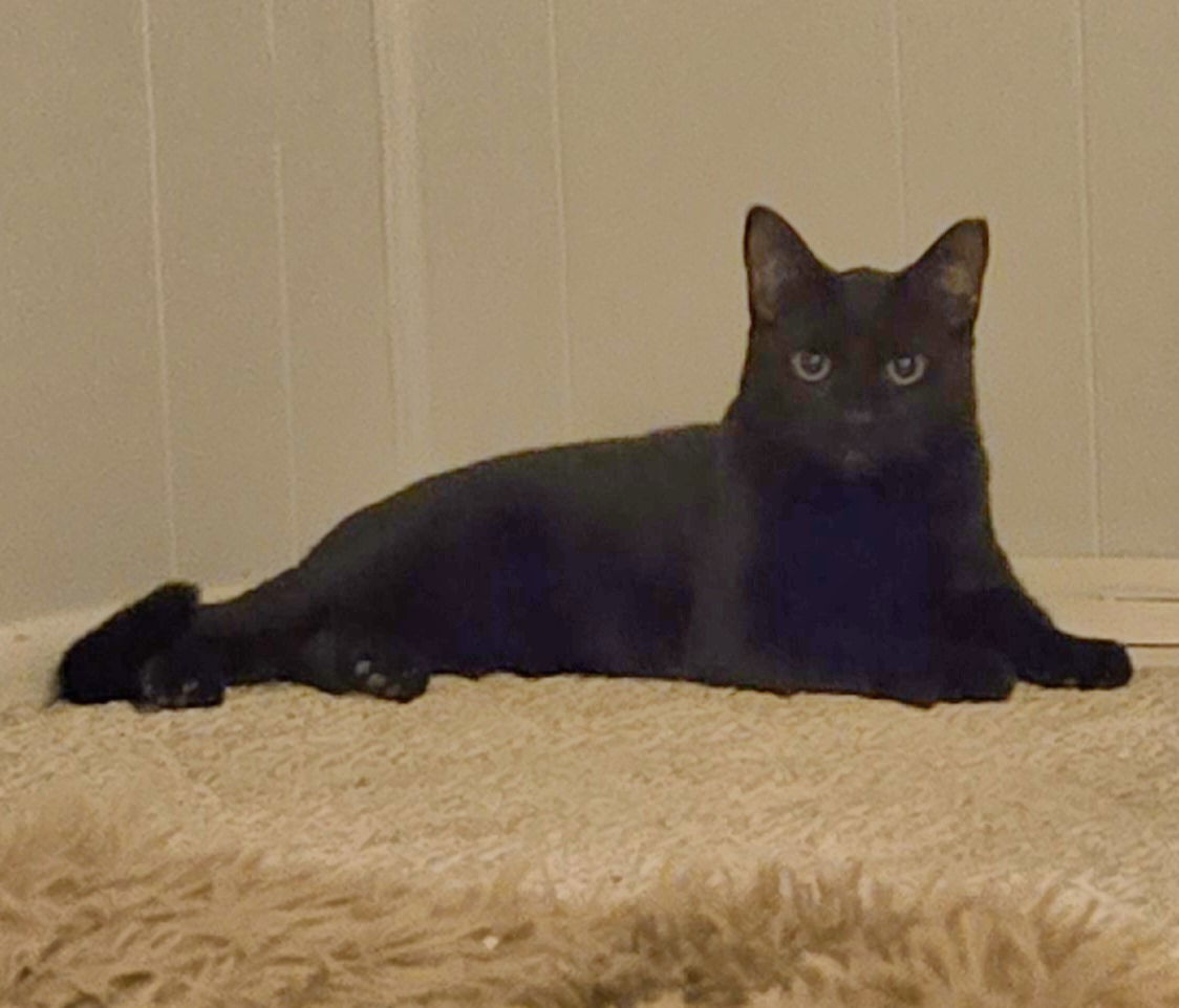 adoptable Cat in Colonia, NJ named Ninja