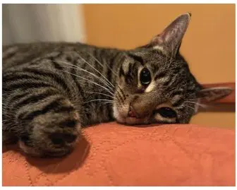 Margo - Domestic Short Hair