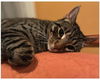adoptable Cat in colonia, NJ named Margo