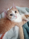 adoptable Cat in colonia, NJ named Caramello