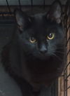 adoptable Cat in colonia, NJ named Hershey