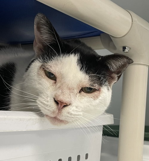 picture of the cat needing adoption
