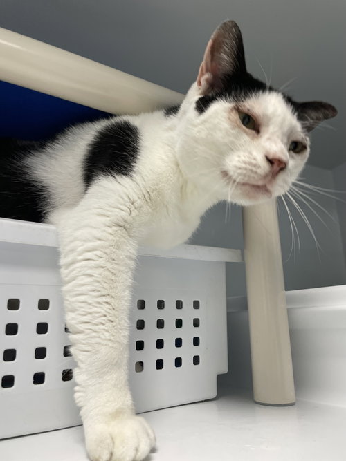 ANGEL - Domestic Short Hair available for adoption