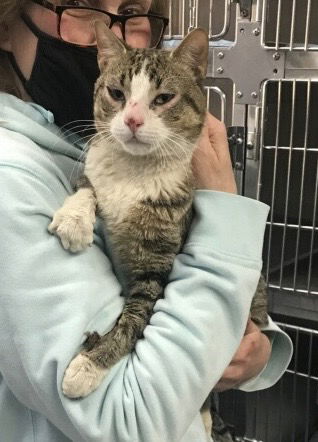 adoptable Cat in Colonia, NJ named Giovanni2